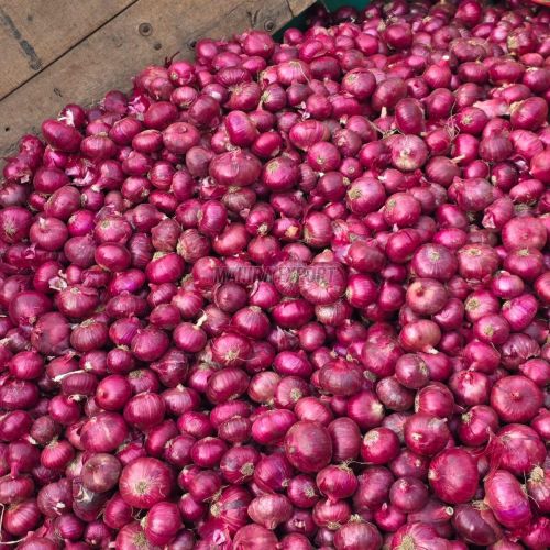 Fresh Red Onion