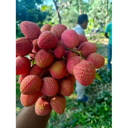 Litchi