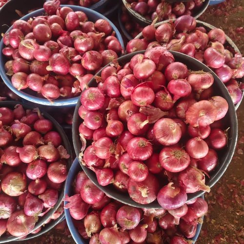 Pink Onion