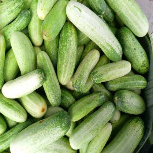 Fresh Cucumber