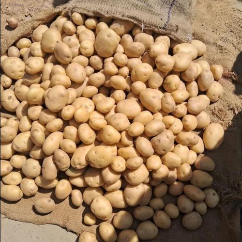 Fresh Potato