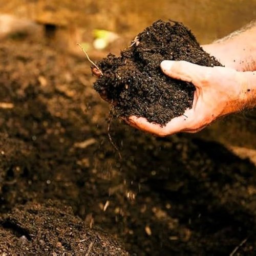 Natural Vermicompost Fertilizer