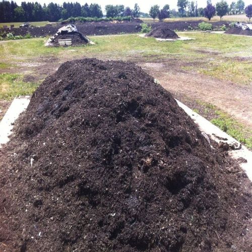 Buffalo Dung