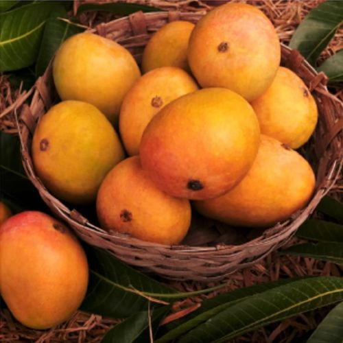 Fresh Badami Mango