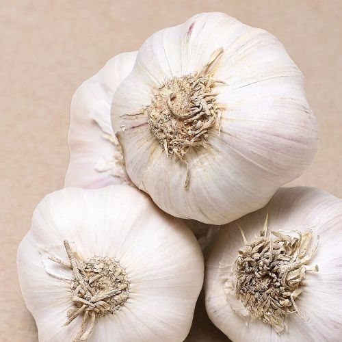 Fresh White Garlic