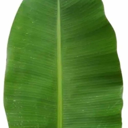 Green Banana Pooja Leave