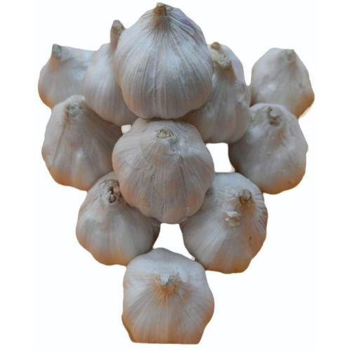 Fresh B Grade Garlic