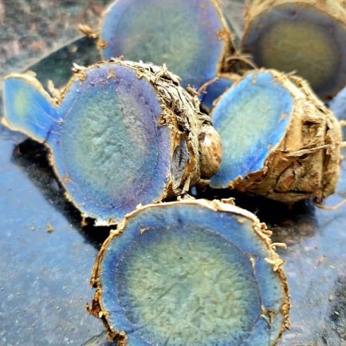 Fresh Black Turmeric Root, Above 200g