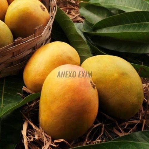Fresh Alphonso Mango