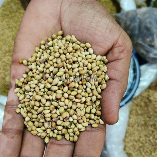 Scooter Coriander Seeds