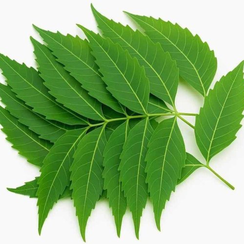 Natural Neem Leaf