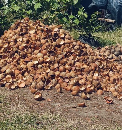 Brown Coconut Shell