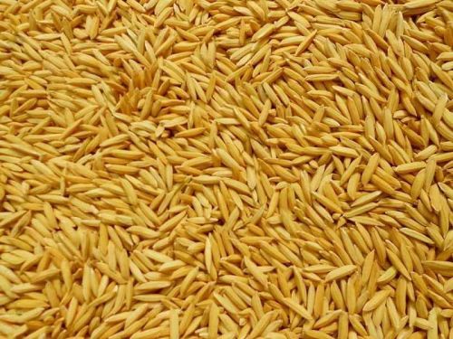 Paddy Dhan Seed