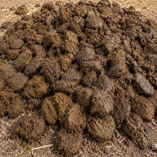 Cow Dung