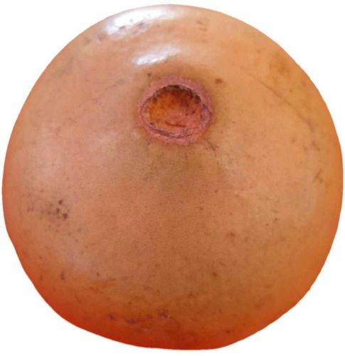 Fresh Bael Fruit