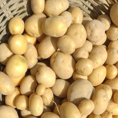 Fresh Jyoti Potato