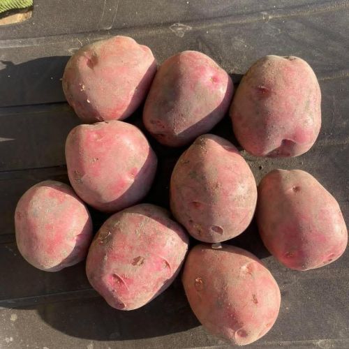 Fresh Lady Rosetta Potato