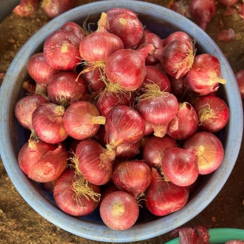 Fresh Small Onion