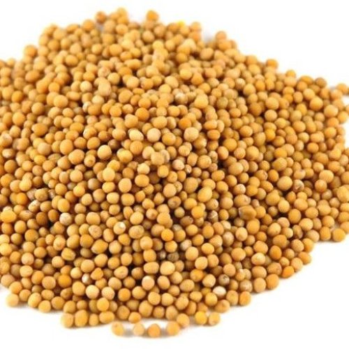 Yellow Mustard Seeds