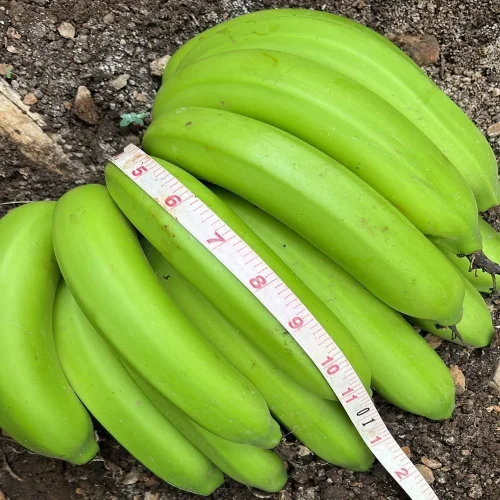 Fresh G9 Cavendish Banana