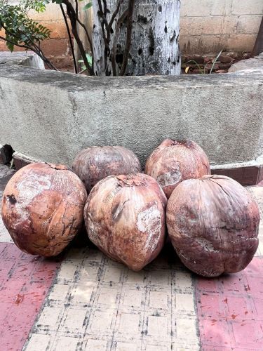Dry Husk Coconut