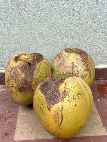 Fresh Green Mature Coconut