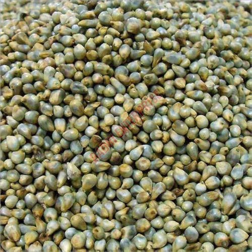 Hybrid Bajra Seeds