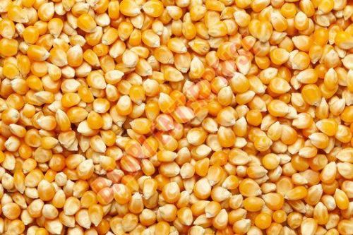 Hybrid Corn Seeds