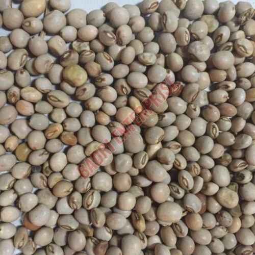 Pigeon Pea Seeds