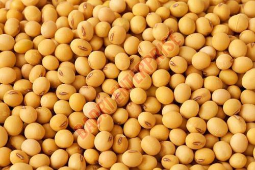 Natural Soybean Seeds