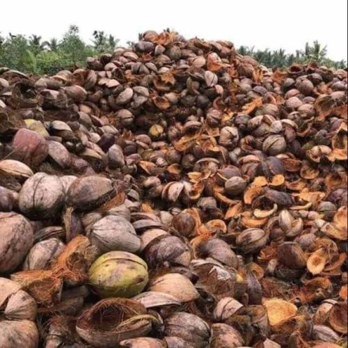 Green Tender Coconut Husk