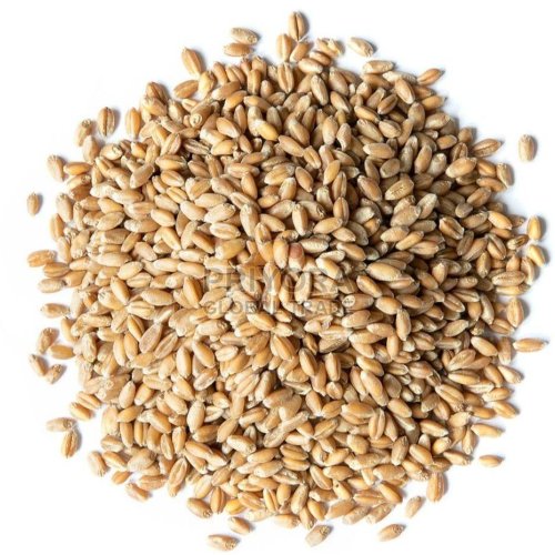 Hard Red Spring Wheat Grain