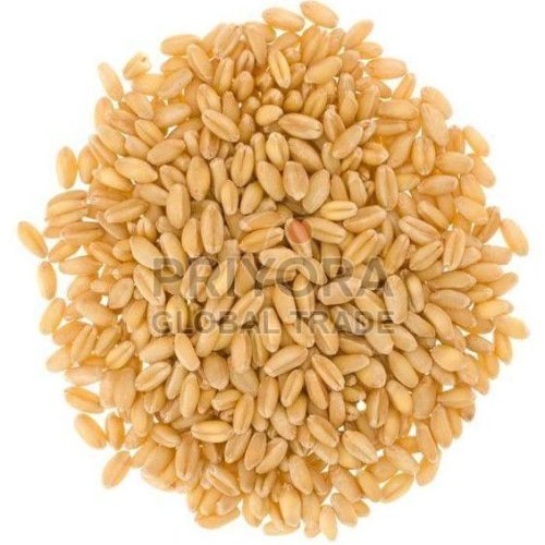 Hard Wheat Grain