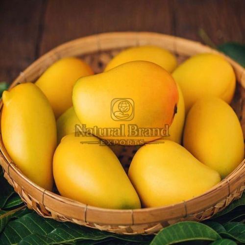 A Grade Natural Alphonso Mango