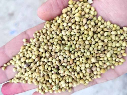 Scooter Sortex Clean Coriander Seed