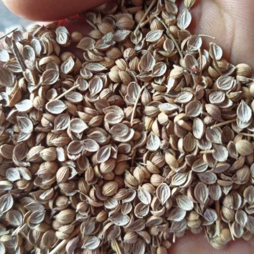 SP Split Sortex Cleaned Seed