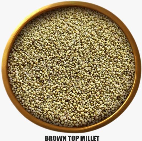 Browntop Millet