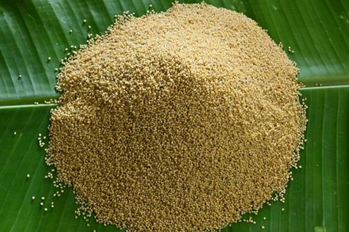 Little Millet