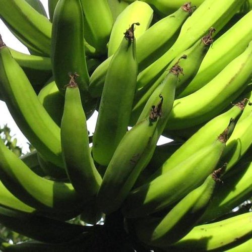 A Grade Raw Nendran Banana