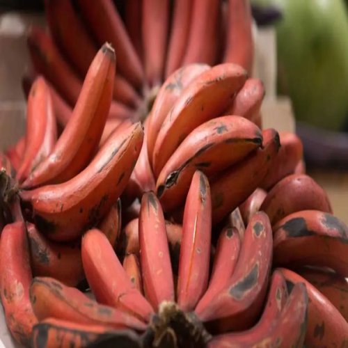A Grade Fresh Red Banana