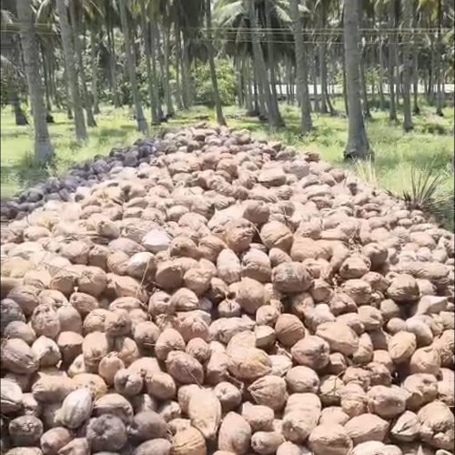 Whole Dry Coconut