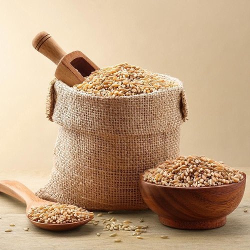 Lokwan Wheat Seed
