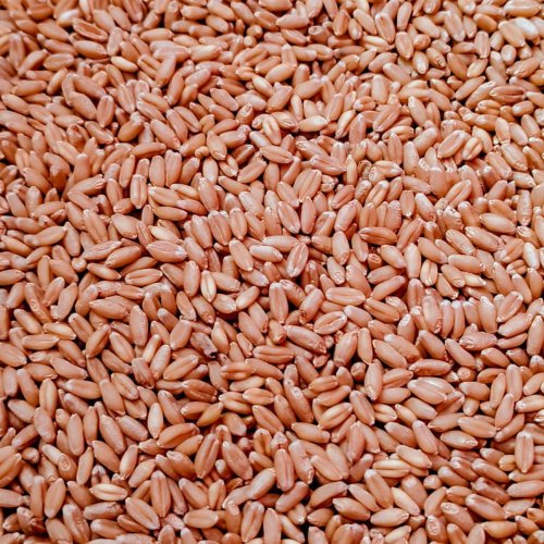Sharbati Wheat Seeds