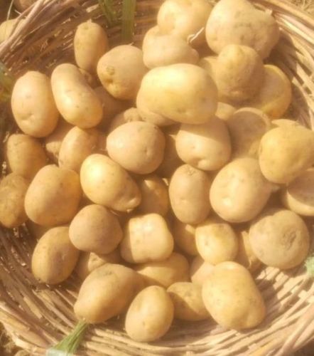 A Grade Fresh Baby Potato