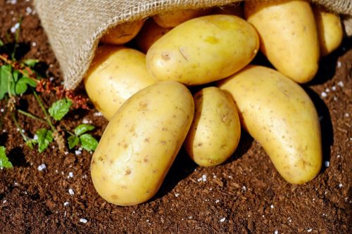 White Frysona Potato