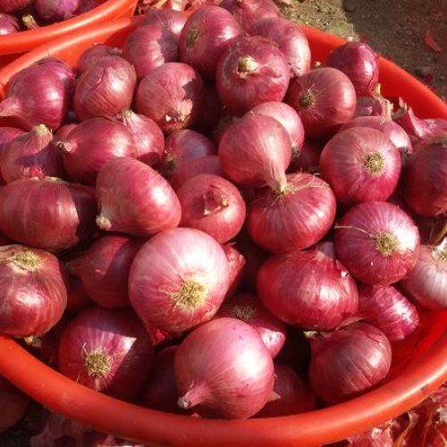 Organic Fresh Onion