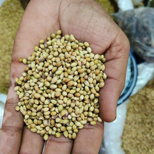 Scooter Coriander Seeds