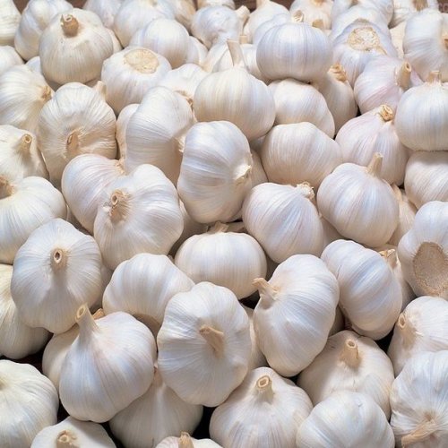 Fresh Natural Garlic