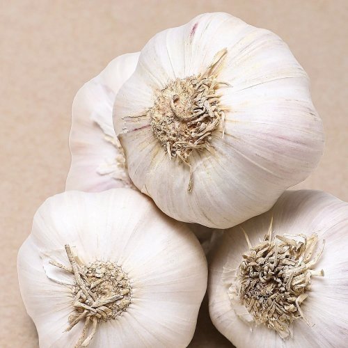 Fresh White Garlic