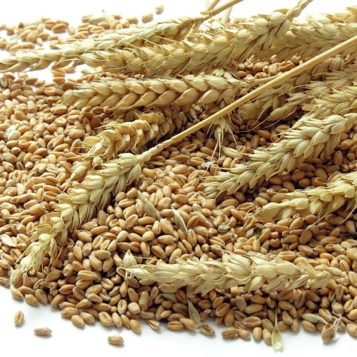 A Grade Wheat Grain